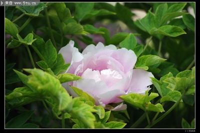 粉色牡丹花圖片鑒賞 原創(chuàng)鮮花圖片稀有高精素材來襲