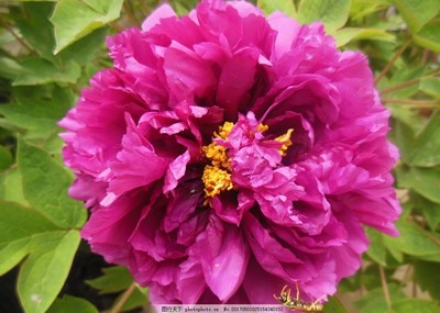 牡丹花開時(shí)節(jié)動(dòng)京城