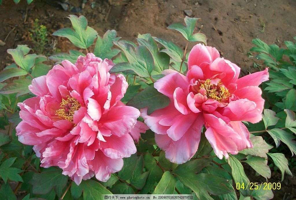 牡丹花 國(guó)色天香的自然肖像