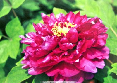 國(guó)色天香 尋覓牡丹花圖中的絕世風(fēng)華