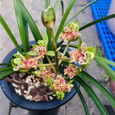 蕙蘭精品牡丹奇花 雙苗三芽牡丹鮮花，綻放春日的絕美奇景