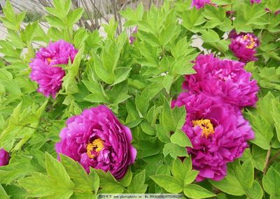 牡丹花開 國(guó)色天香的視覺盛宴